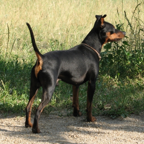 Billede af en hund